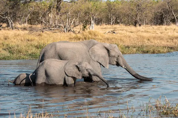Su birikintisindeki fil ailesi.