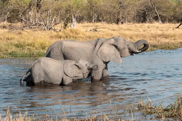Afrika filleri Güney Afrika 'daki su birikintisinde su içiyorlar..