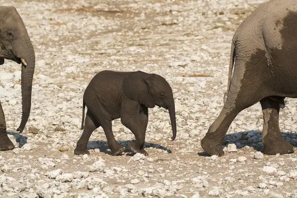Kenya savanındaki Afrika fili