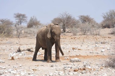 Etoşa Ulusal Parkı Namibya 'sındaki fil.