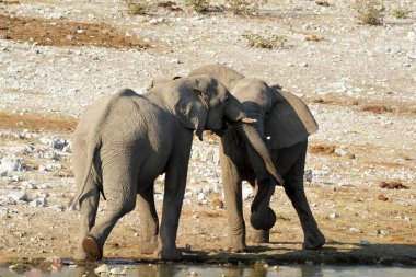 Afrika filleri su birikintisindeki sudan su içiyorlar.