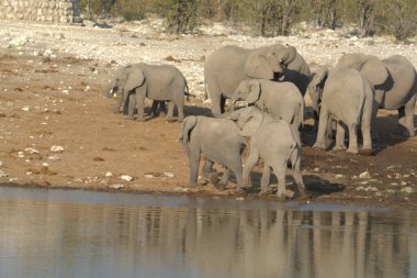 Suda içen fillerin yakın çekimi.