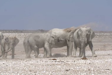 Etoşa Ulusal Parkı 'ndaki fil, Namibya