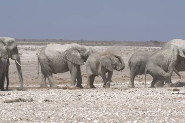 Etoşa Ulusal Parkı, Namibya 'da bir grup fil