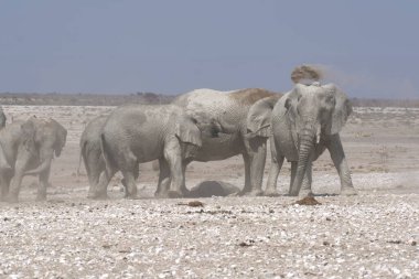 Etoşa 'daki vahşi Afrika filleri
