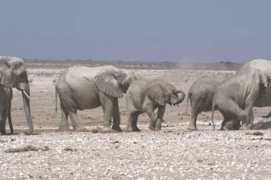 Etoşa Ulusal Parkı, Namibya 'da su içen bir fil sürüsü.