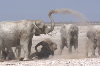 elephant in the etosha national park, namibia, africa