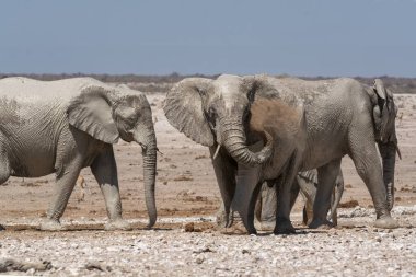 Etoşa Ulusal Parkı 'ndaki filler