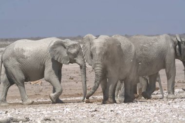 Savanadaki bir grup vahşi fil.