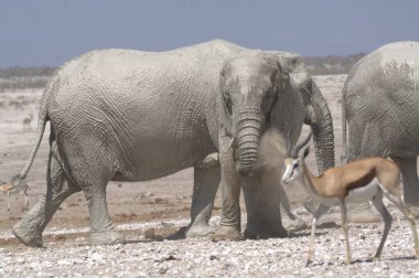 Etoşa 'da yürüyen filler