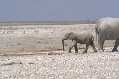 Etoşa, Namibya 'daki genç bir Afrika filinin güzel bir fotoğrafı.