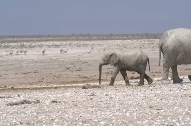 Yerdeki bir grup fil, etosha namibia, Afrika