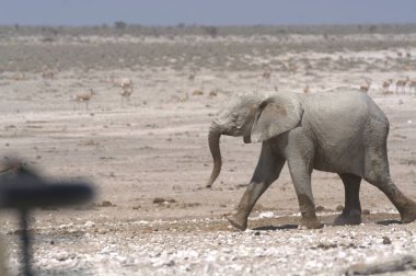 Etoşa 'daki bir fil.