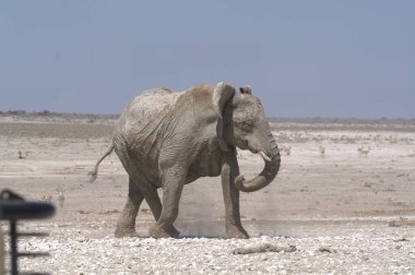 Savanadaki fil, Afrika