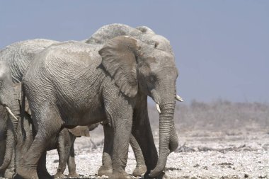 Namibya 'daki Etoşa Ulusal Parkı' ndaki filler
