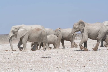 Etoşa Ulusal Parkı, Namibya 'da bir grup vahşi fil