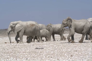 Etoşa 'da yürüyen fil.
