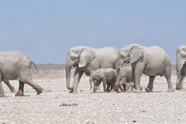Afrika filleri Namibya bozkırında yürüyor
