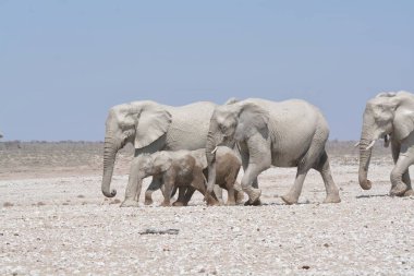 Bir grup Afrika fili kumda yürüyor.