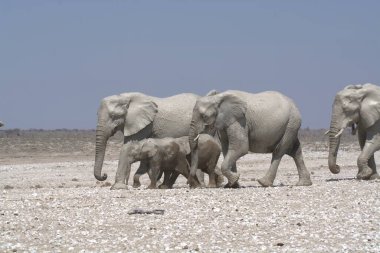 Namibya 'daki Etoşa Ulusal Parkı' ndaki filler