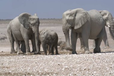 Afrika fil ailesi anneleriyle Etoşa Ulusal Parkı, Namibya 'da yürüyorlar..