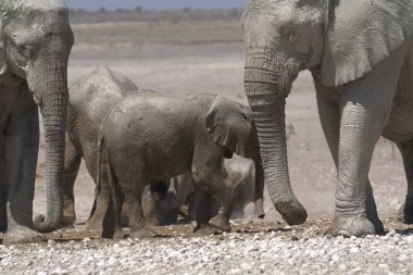 Afrika fili, Loxodonta Africana, parkta yürüyor, yürüyor, etosha, namibya, Afrika