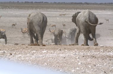 Çölde yürüyen bir grup fil.