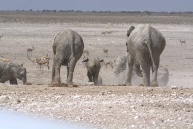 Kenya bozkırında vahşi bir fil sürüsü
