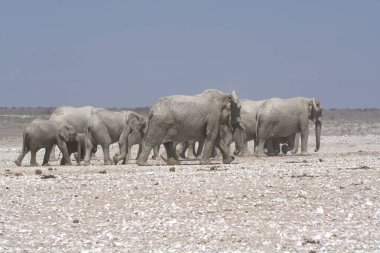Afrika bozkırlarında yürüyen bir vahşi fil sürüsü.