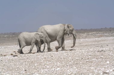 Kenya savanındaki fil