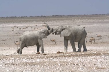 Namibya 'daki Etoşa Ulusal Parkı' ndaki filler