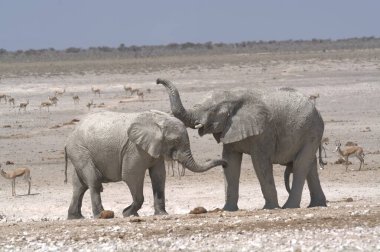 Çölde oynayan bir çift fil.