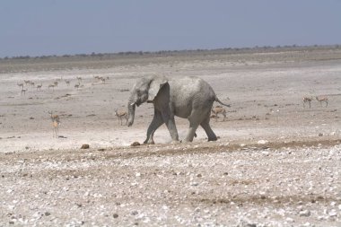 Savanadaki bir grup fil.