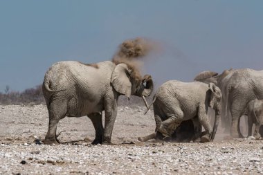 african elephant in the etosha
