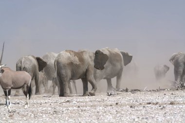 Savanadaki bir grup vahşi at