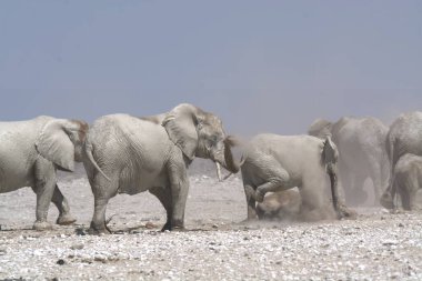 Kenya savanındaki filler