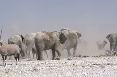 Vahşi Afrika fili namibya bozkırında yürüyor.