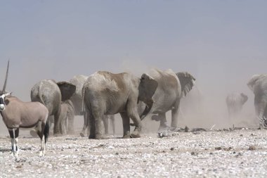 Etoşa, Namibya 'daki çölde yaşayan bir grup Afrikalı hayvan.