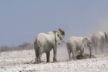 Etoşa 'daki vahşi fil.