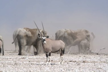Namibya 'da vahşi zebralar