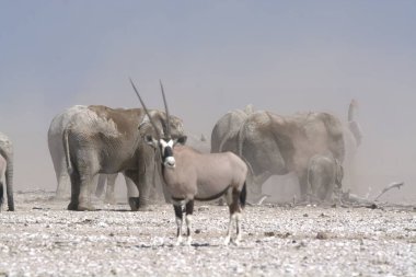 Namibya 'daki vahşi hayvan sürüsü.