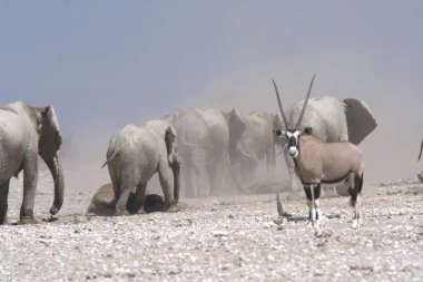 Bir Afrika filinin savanada yürürken güzel bir görüntüsü.