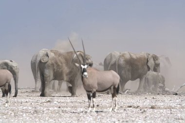 Beyaz ve siyah - beyaz - Etoşa Ulusal Parkı, Namibya, Afrika 'da koşan Bewilers (Bedeopest)