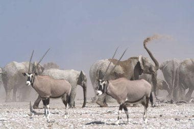 Namibya 'daki Etoşa Ulusal Parkı' nda beyaz ve gri zebralar