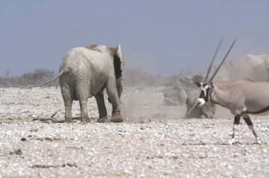 Çöldeki beyaz vahşi