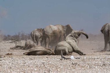 Namibya 'daki Afrika fili