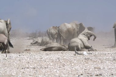 Çöldeki beyaz fil.