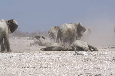 Etoşa Ulusal Parkı 'ndaki fil.