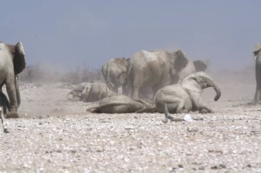 Çölde yürüyen bir grup vahşi fil.