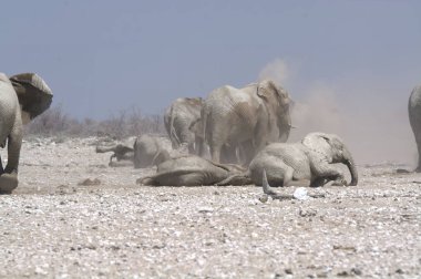 Kumlu sahilde vahşi Afrika filleri